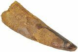 Fossil Spinosaurus Tooth - Real Dinosaur Tooth #310185-1